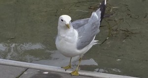 djur_fiskmasar8
